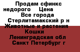 Продам сфинкс недорого  › Цена ­ 1 000 - Все города, Стерлитамакский р-н Животные и растения » Кошки   . Ленинградская обл.,Санкт-Петербург г.